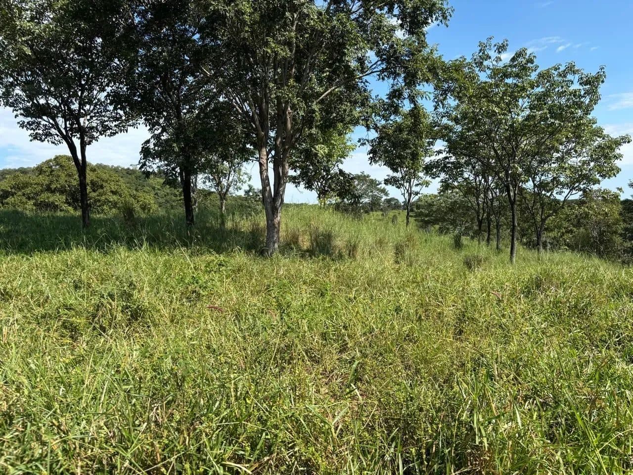 Fazenda em Goiás Velho-GO / 75 Alqueires - Miniatura 6