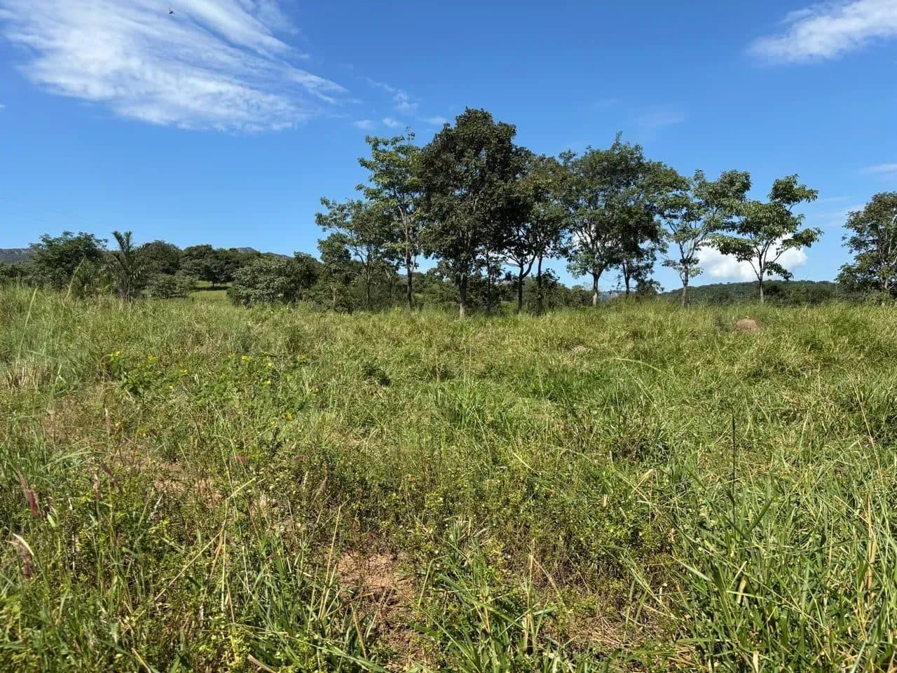 Fazenda em Goiás Velho-GO / 75 Alqueires - Miniatura 7